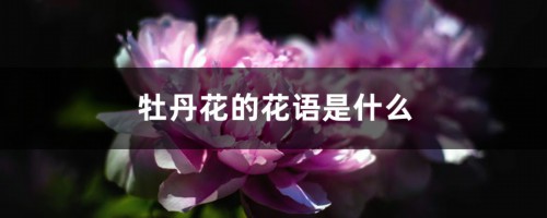 牡丹花的花语是什么