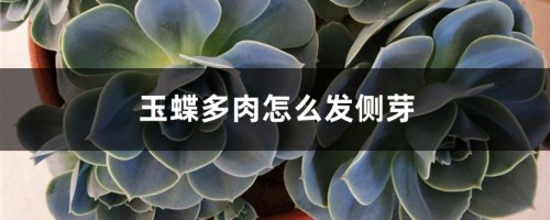 玉蝶多肉怎么发侧芽