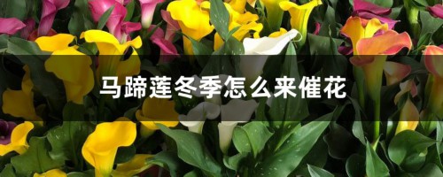 马蹄莲冬季怎么来催花